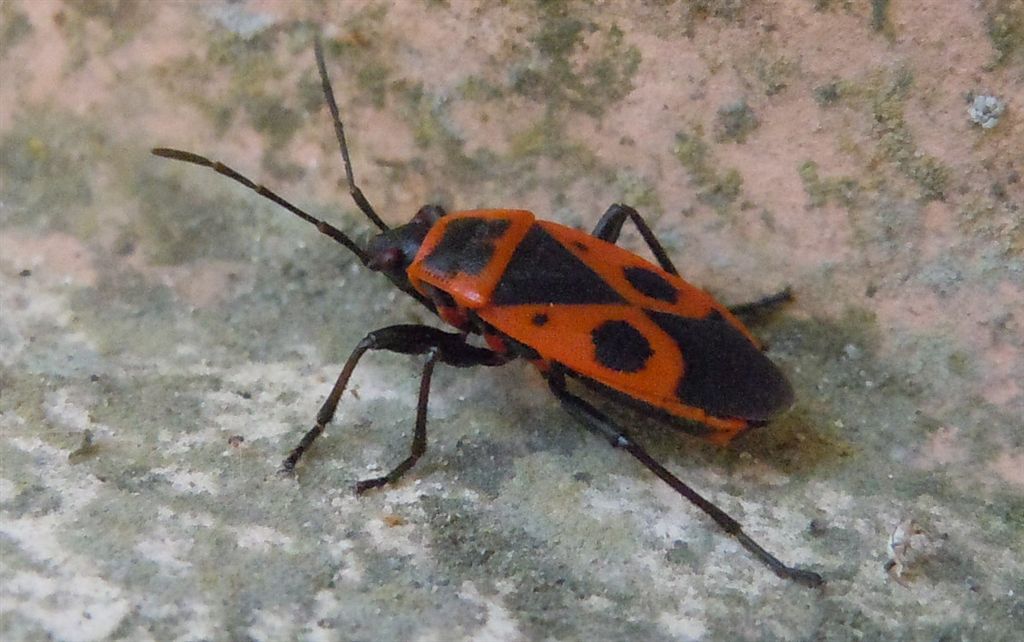 Pyrrhocoris apterus? S